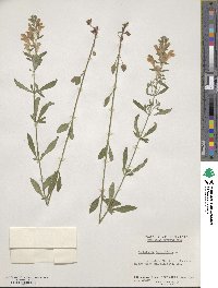 Scutellaria integrifolia image