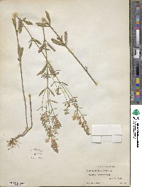 Scutellaria integrifolia image