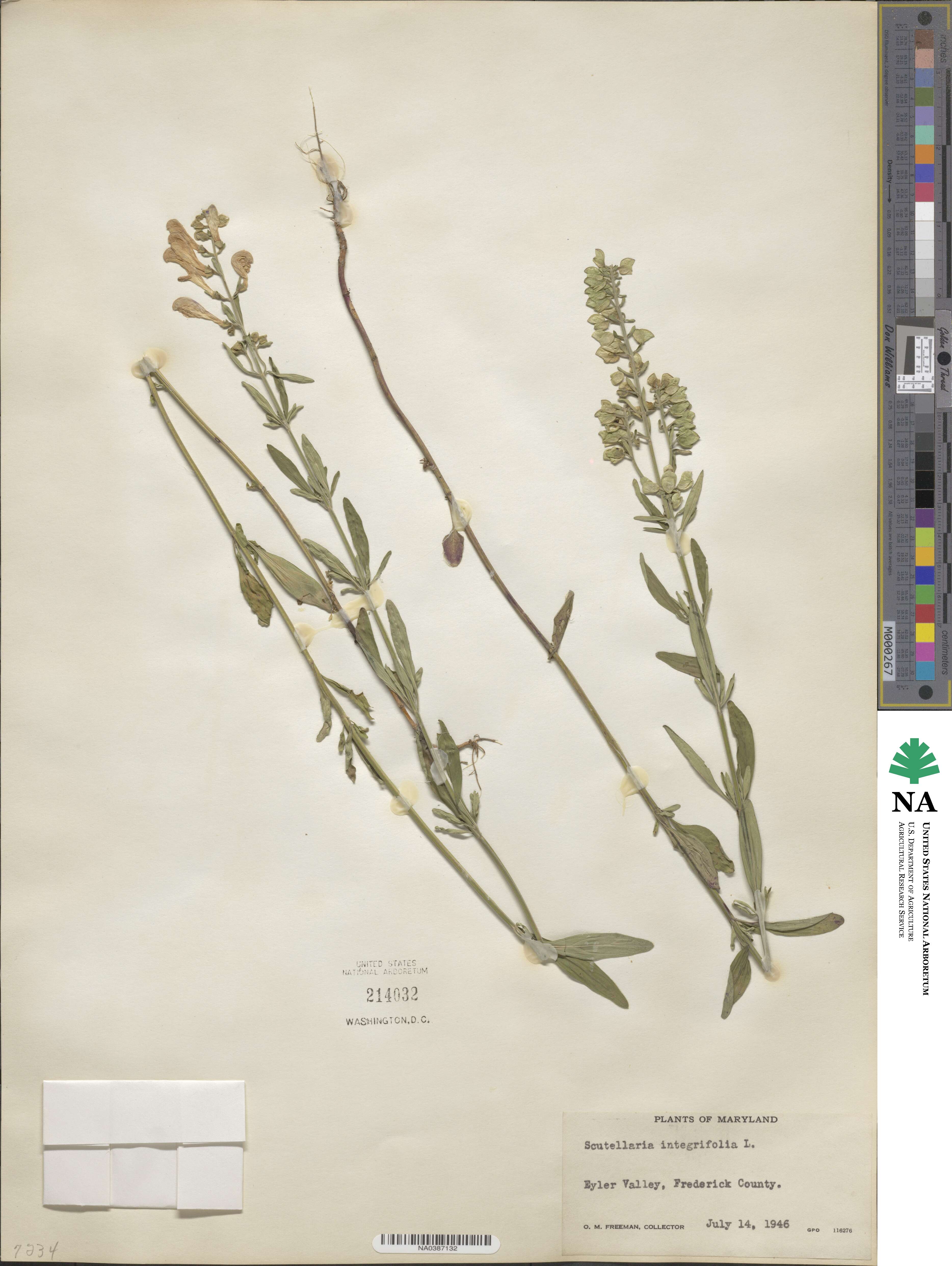 Scutellaria integrifolia image