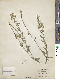 Scutellaria integrifolia image