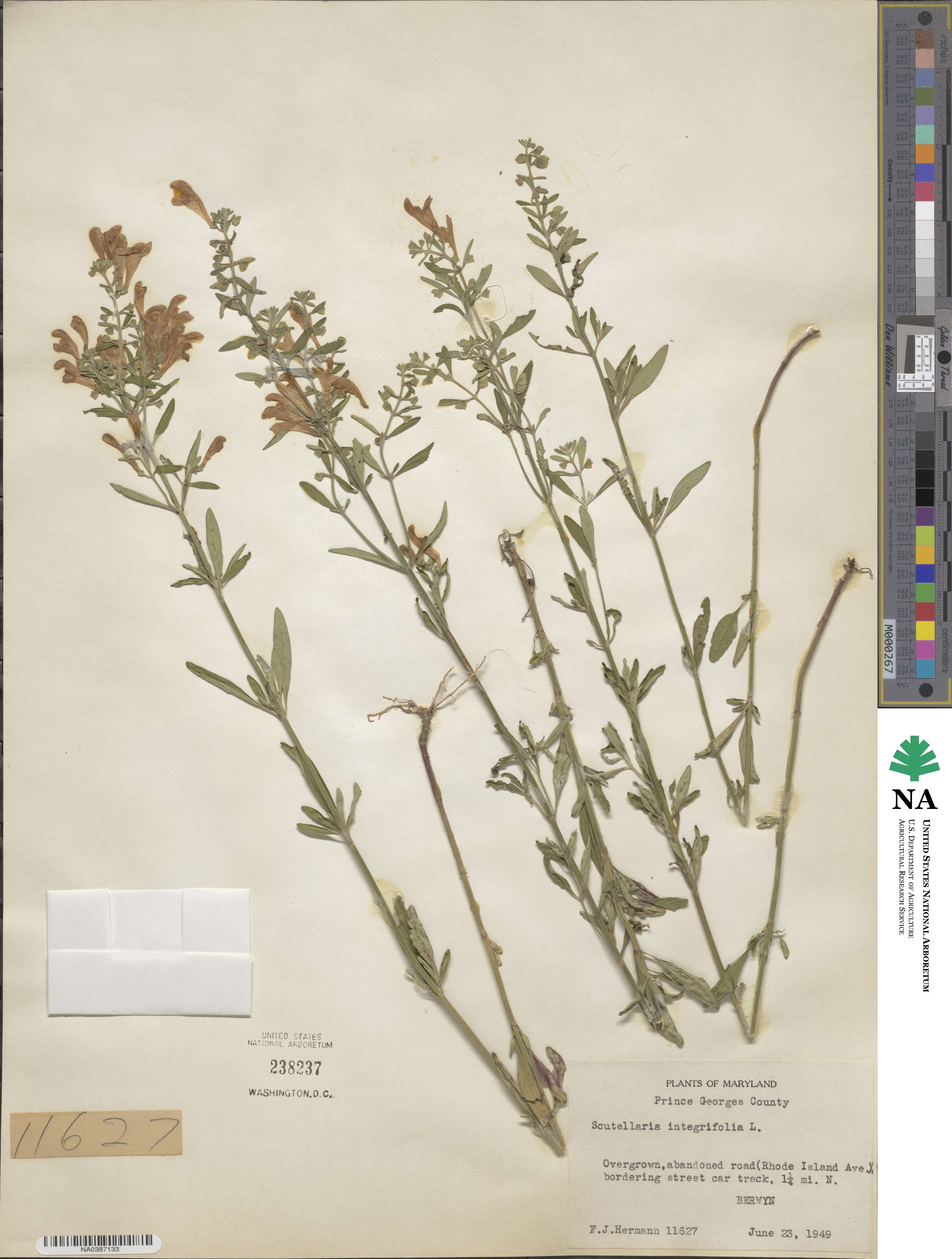 Scutellaria integrifolia image