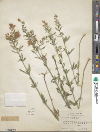 Scutellaria integrifolia image