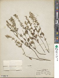 Scutellaria integrifolia image