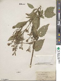 Scutellaria incana image