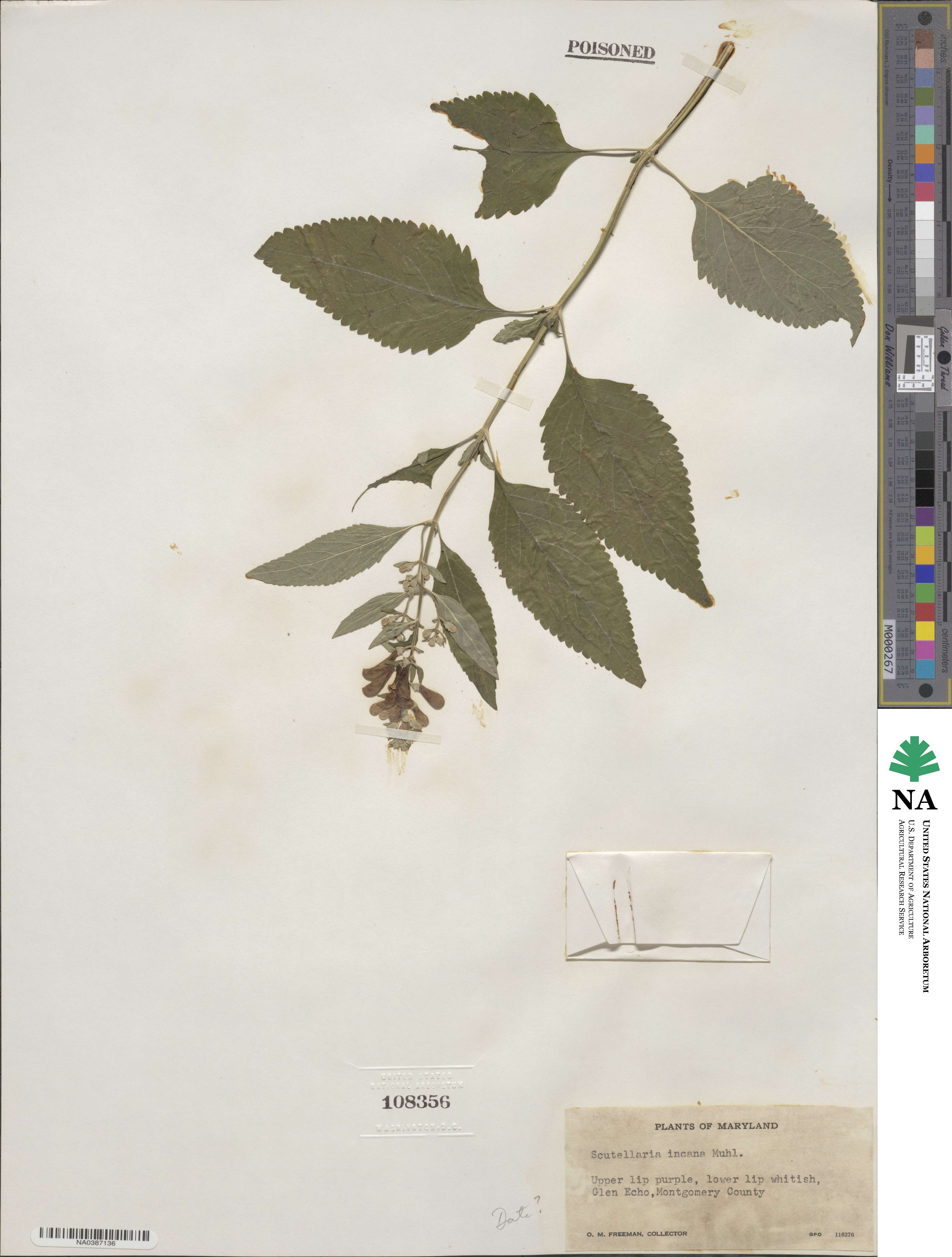 Scutellaria incana image