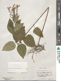 Scutellaria incana image