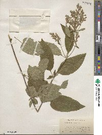 Scutellaria incana image