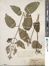 Scutellaria incana image