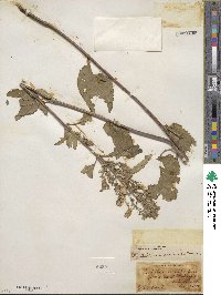 Scutellaria incana image