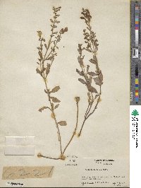 Scutellaria incana image