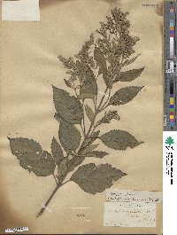 Scutellaria incana image