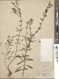 Image of Scutellaria glabriuscula