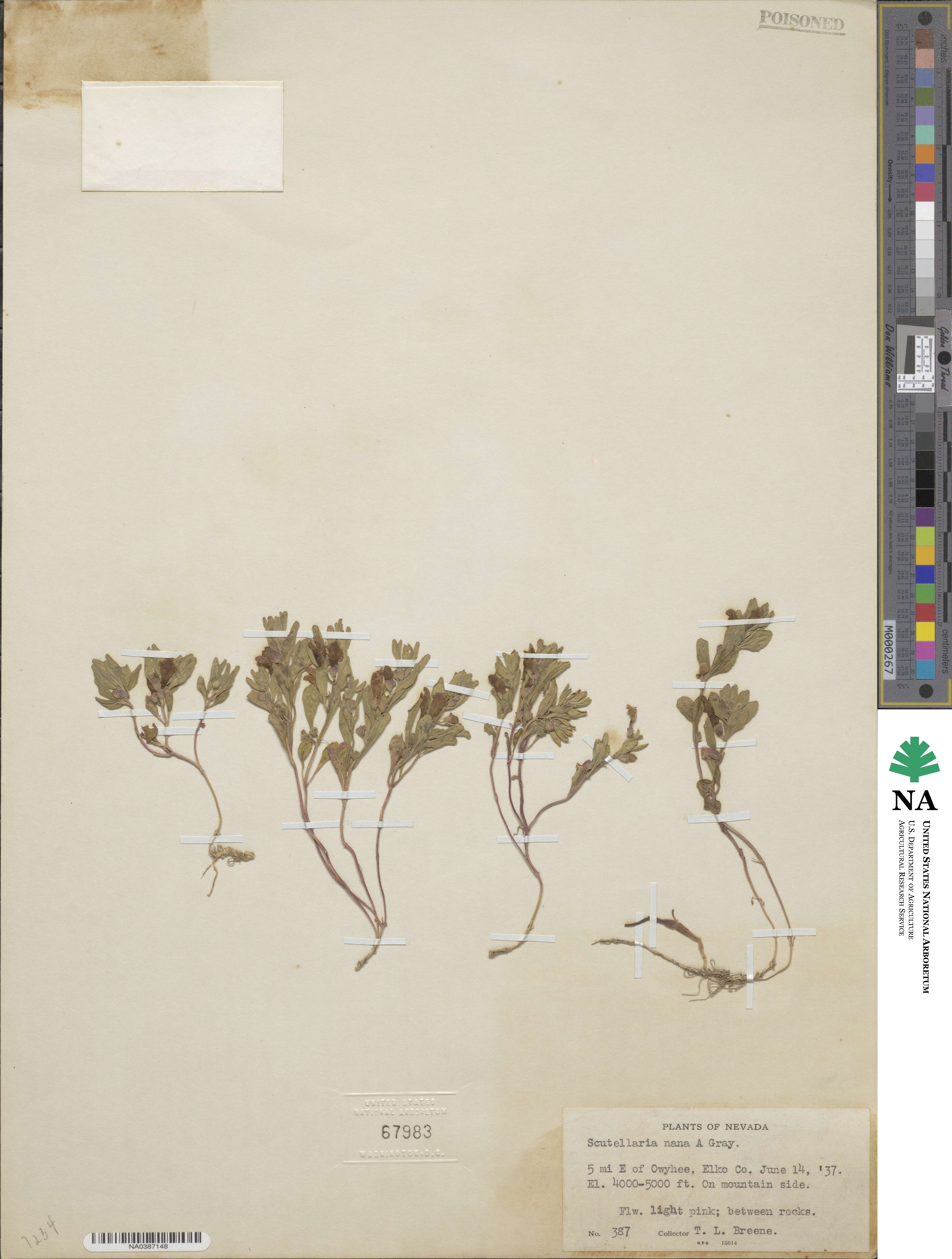 Scutellaria nana image