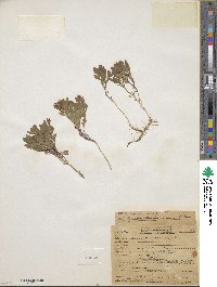 Scutellaria nana image