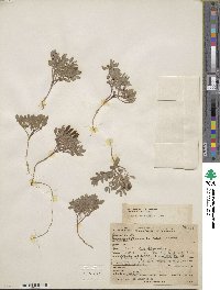 Scutellaria nana image