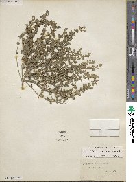 Scutellaria muriculata image