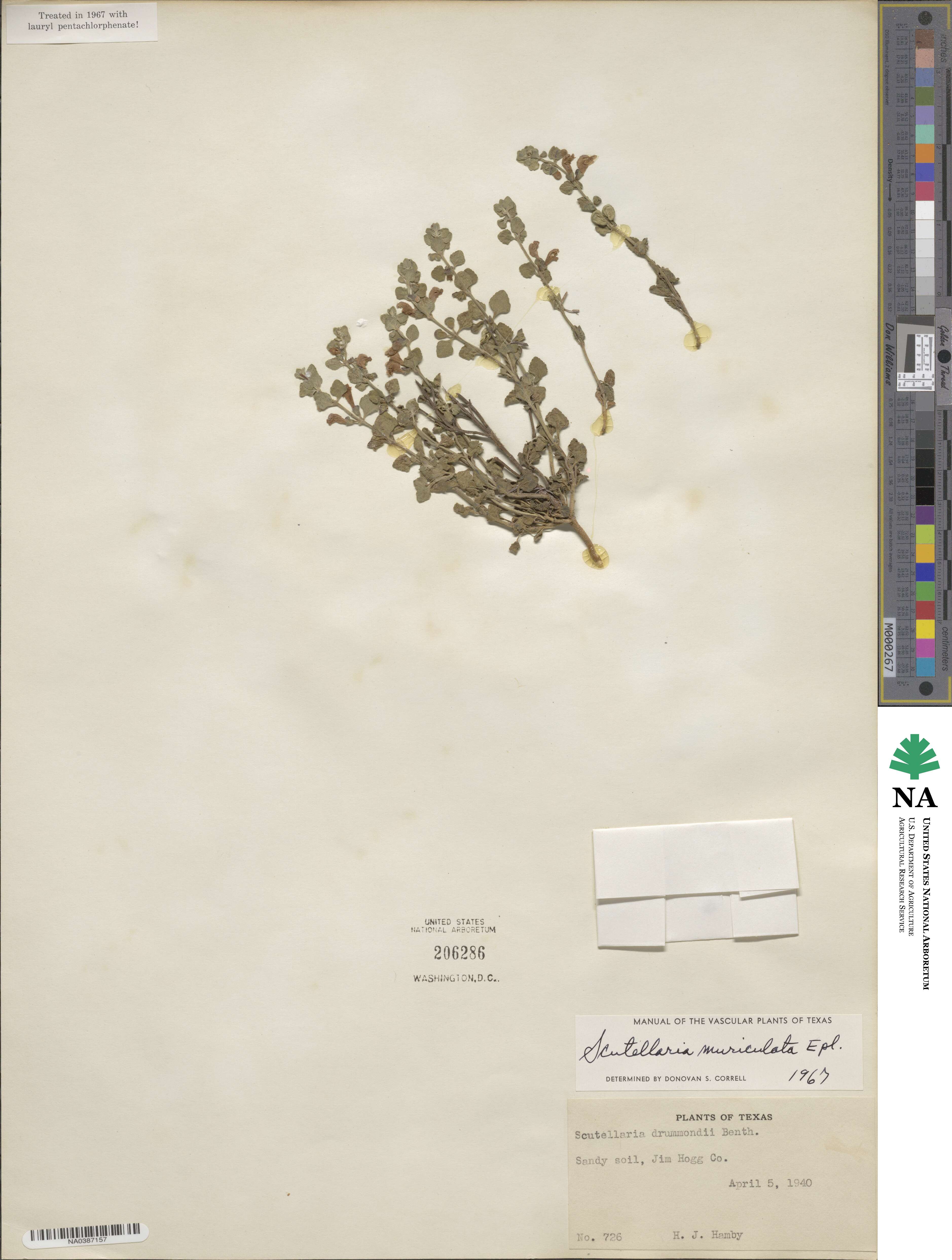 Scutellaria muriculata image