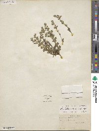 Scutellaria muriculata image