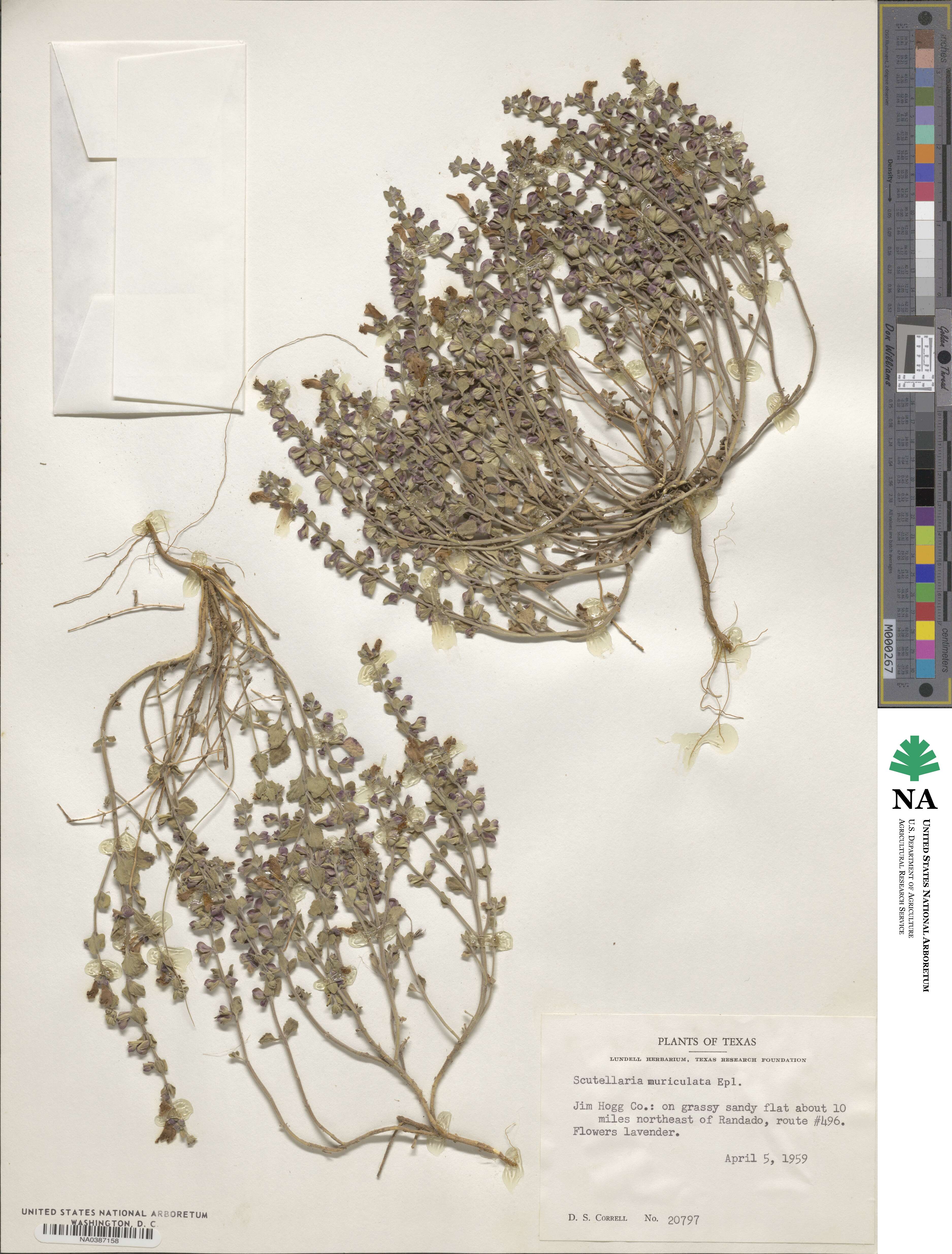 Scutellaria muriculata image