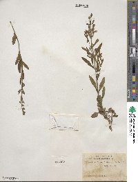 Scutellaria multiglandulosa image