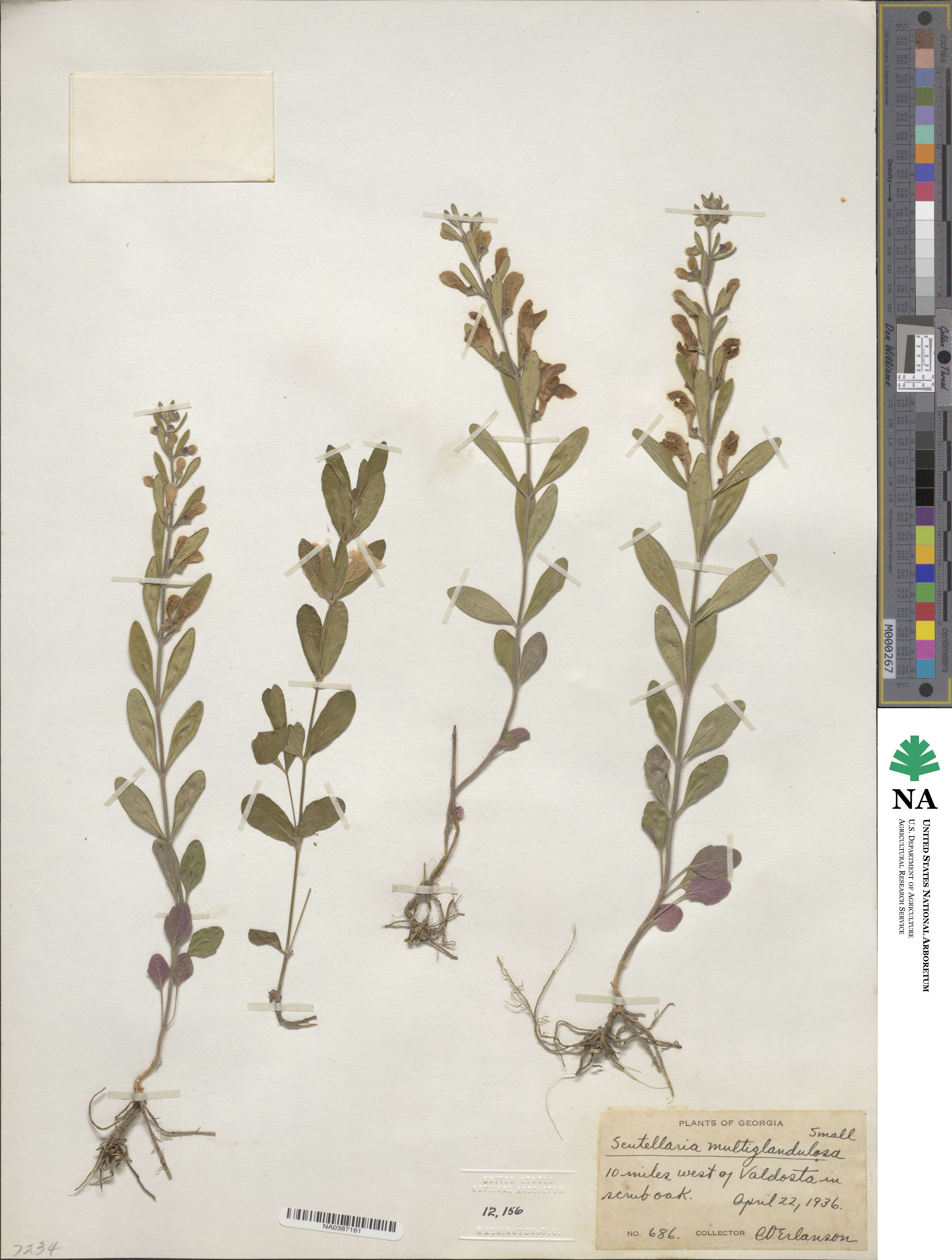 Scutellaria multiglandulosa image