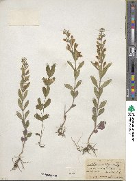 Scutellaria multiglandulosa image