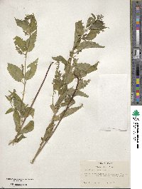 Scutellaria lateriflora image