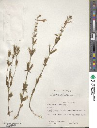 Scutellaria lateriflora image