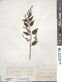 Scutellaria lateriflora image