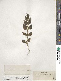 Scutellaria lateriflora image