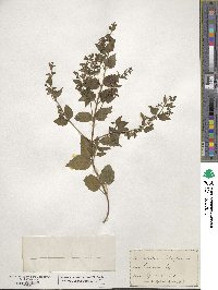 Scutellaria lateriflora image