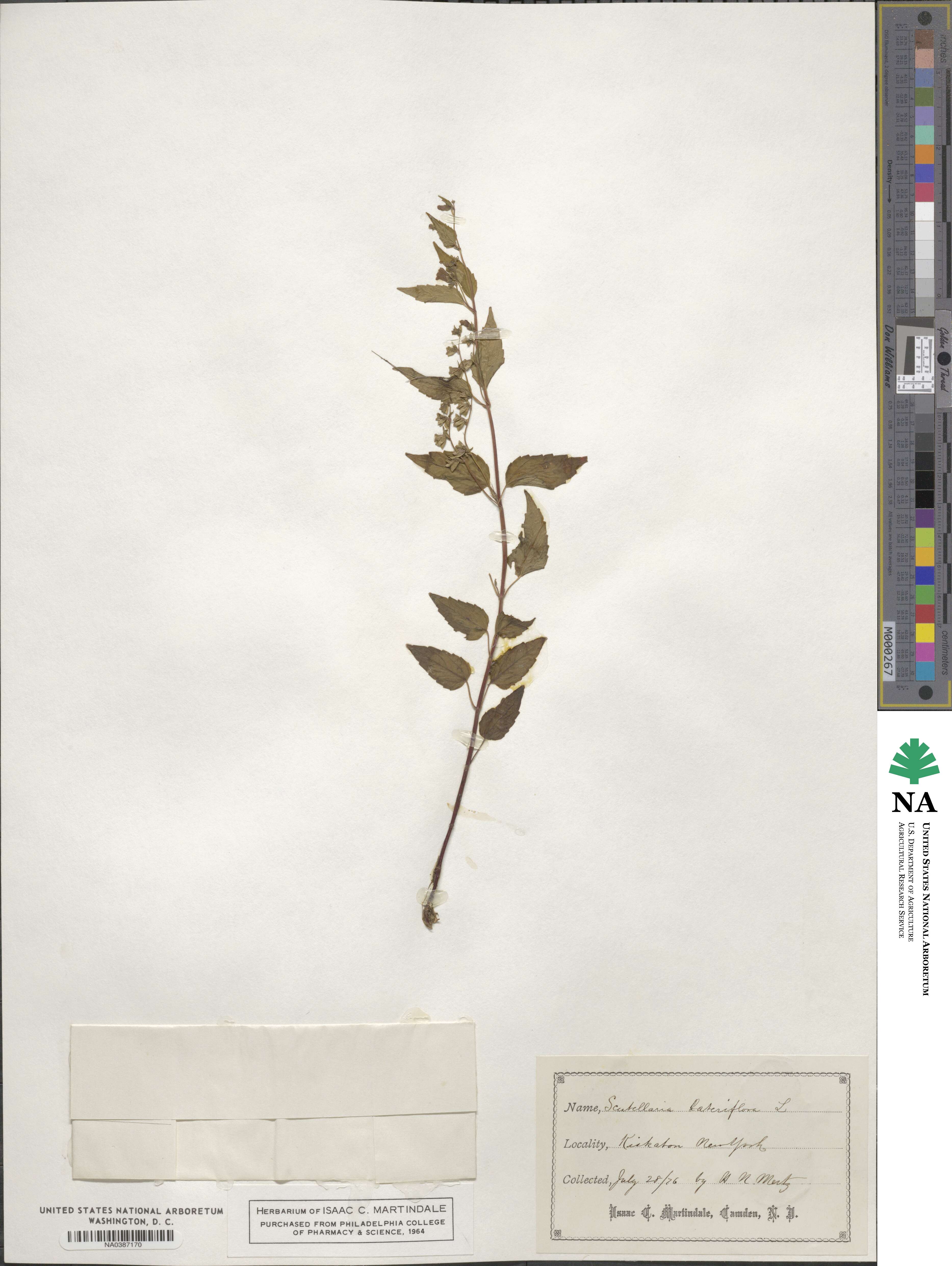 Scutellaria lateriflora image