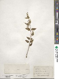 Scutellaria lateriflora image