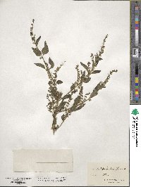 Scutellaria lateriflora image