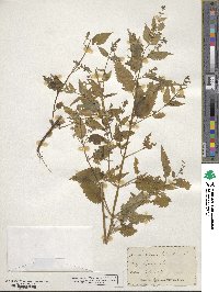 Scutellaria lateriflora image