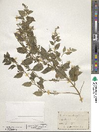 Scutellaria lateriflora image