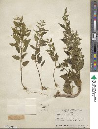 Scutellaria lateriflora image