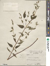 Scutellaria lateriflora image