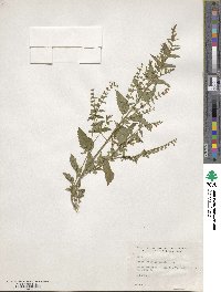 Scutellaria lateriflora image