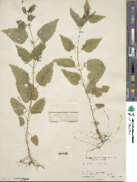 Scutellaria lateriflora image