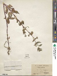 Scutellaria lateriflora image