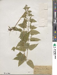 Scutellaria lateriflora image