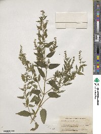 Scutellaria lateriflora image