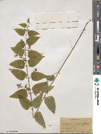 Scutellaria lateriflora image