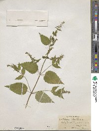 Scutellaria lateriflora image