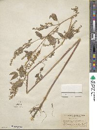 Scutellaria lateriflora image