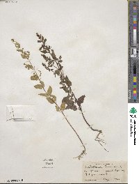 Scutellaria lateriflora image