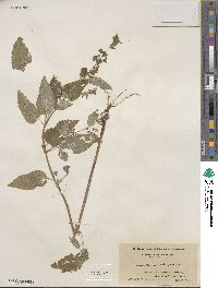 Scutellaria lateriflora image