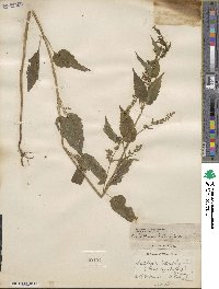 Scutellaria lateriflora image