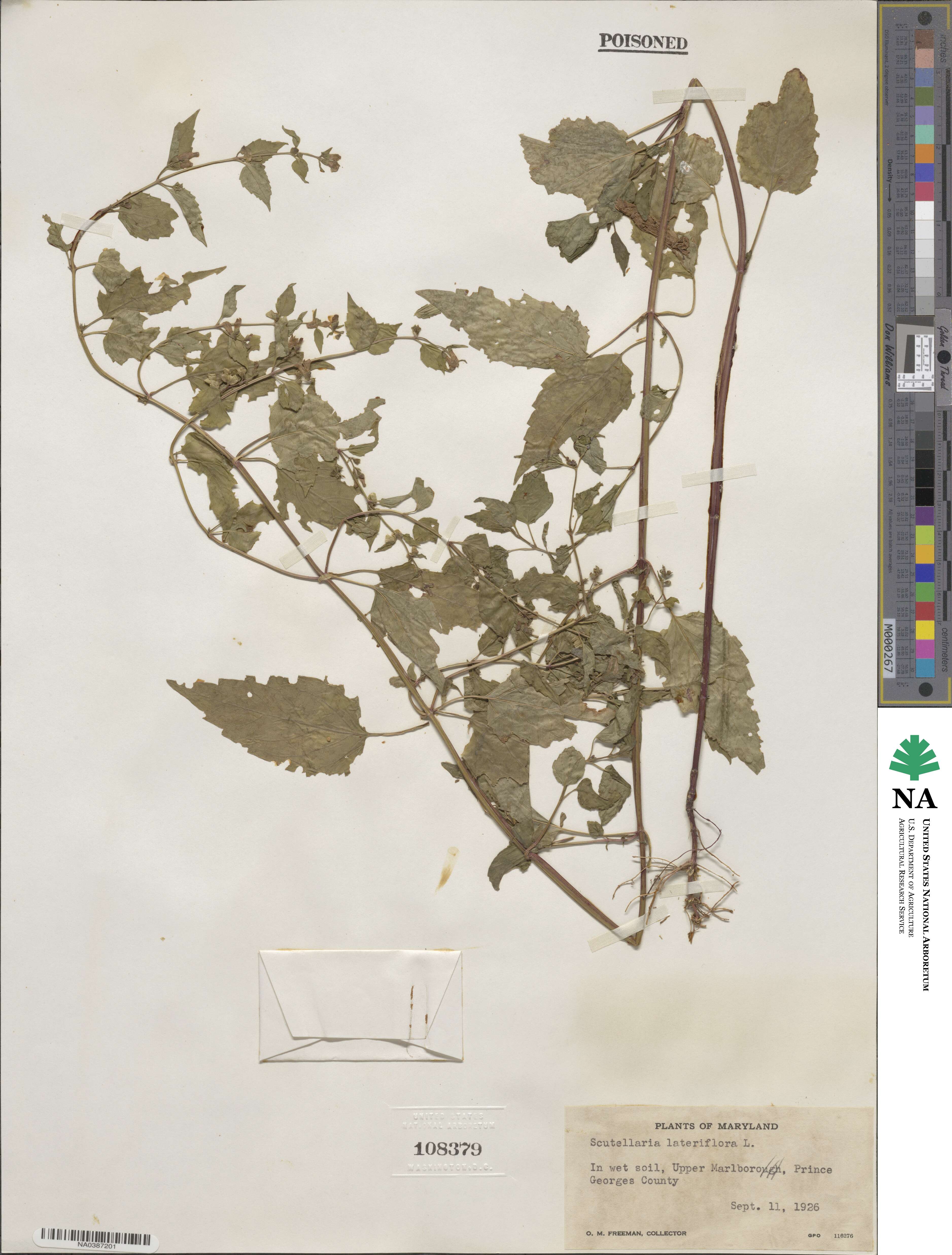 Scutellaria lateriflora image